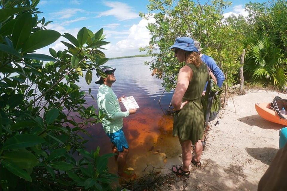 Mahahual: Kajakfahren in den Mangroven erleben | GetYourGuide