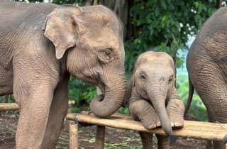 Chiang Mai: Elefantenreservat, Wasserfall & Bambus-Rafting