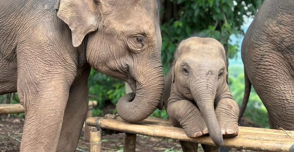 Chiang Mai: Elefantenreservat, Wasserfall & Bambus-Rafting