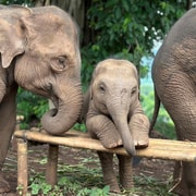 Chiang Mai: Elephant Sanctuary, Waterfall & Bamboo Rafting