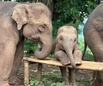 Chiang Mai Fil Barınağı, Şelale ve Bambu Raftingi