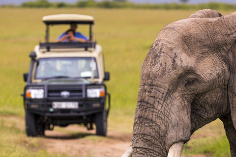 Cape Town: One-Day Safari with Game Drive & Lunch