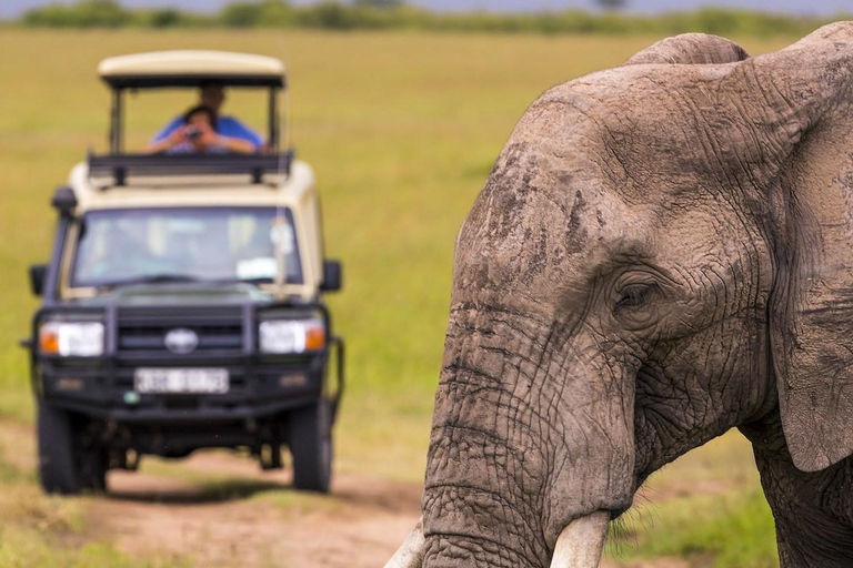 Cape Town: One-Day Safari with Game Drive & Lunch