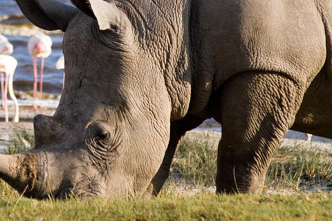 Day Trip To Lake Nakuru -See Flamingoes, Rhinos, Lions