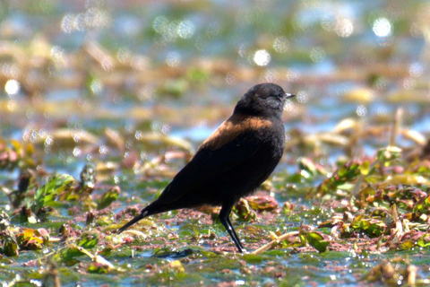 Puno: Birdwatching in the Titicaca National Reserve