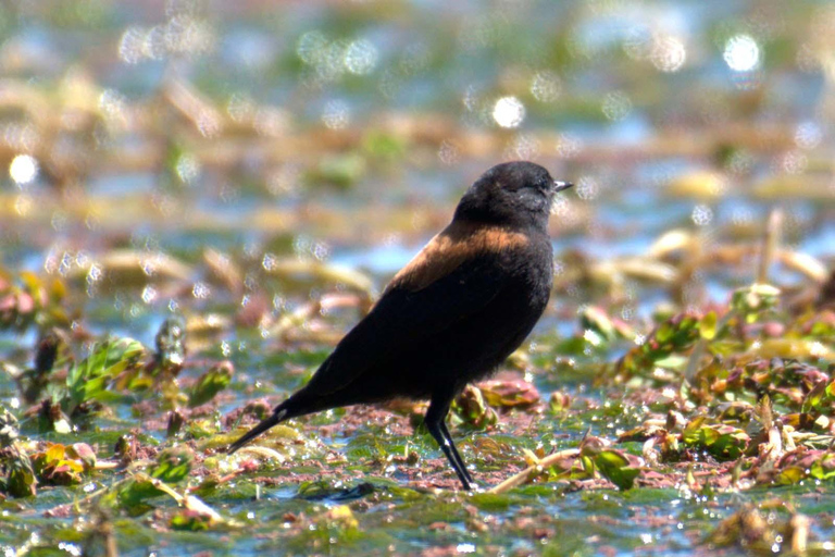 Puno: Birdwatching in the Titicaca National Reserve
