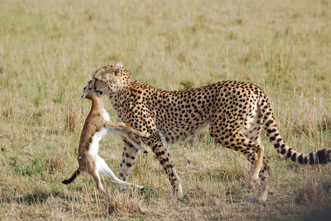 Nairobi: Safari economico di 2 giorni nel Masai Mara con visita ai villaggi