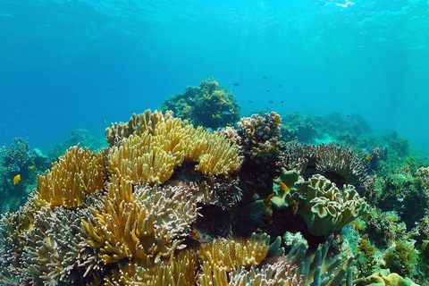 Bali: Snorkeling Tour with USAT Liberty Shipwreck