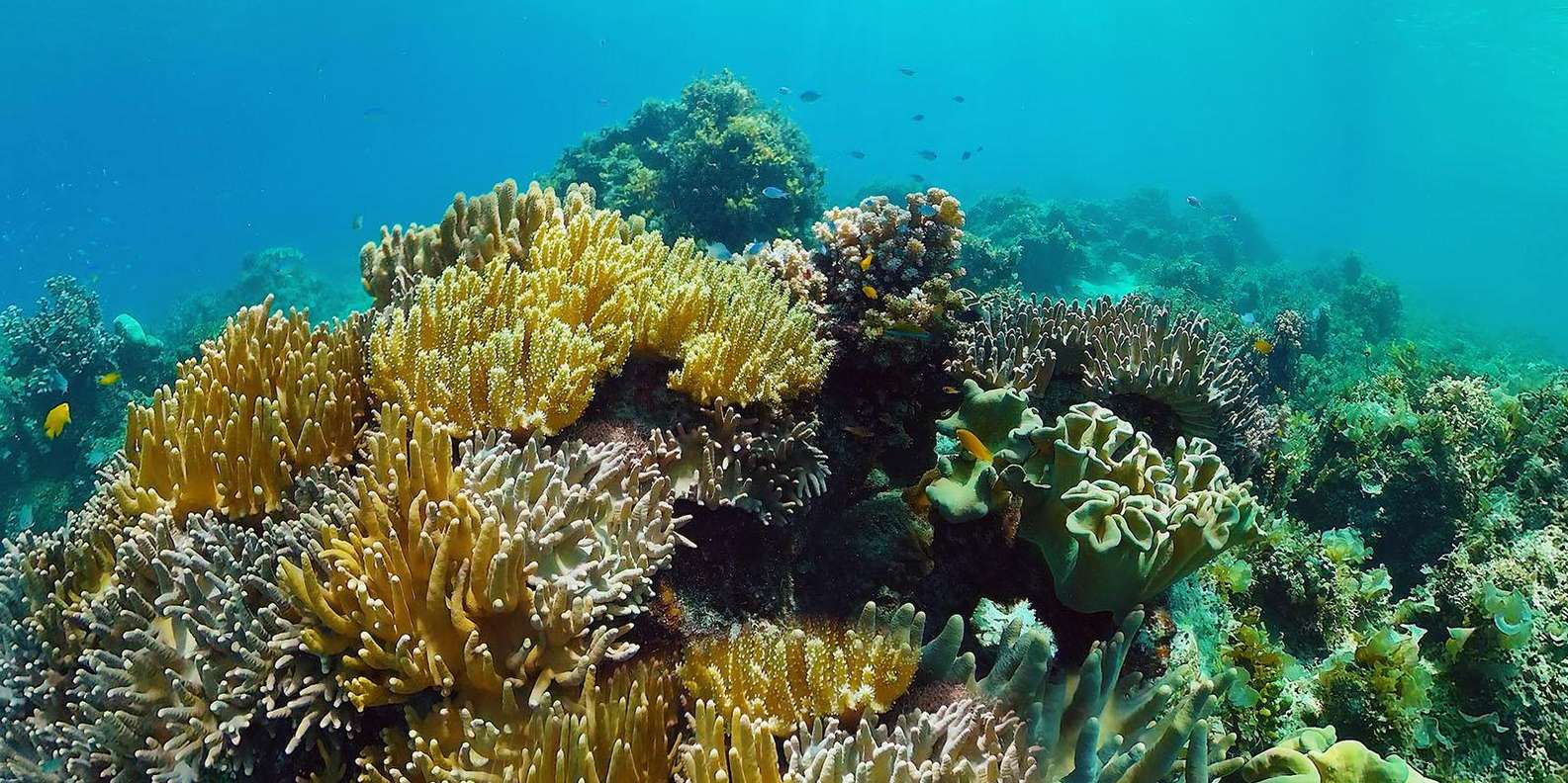 Bali: Snorkeling Tour with USAT Liberty Shipwreck