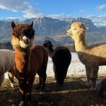 Trento: Trekking con Alpaca nella natura