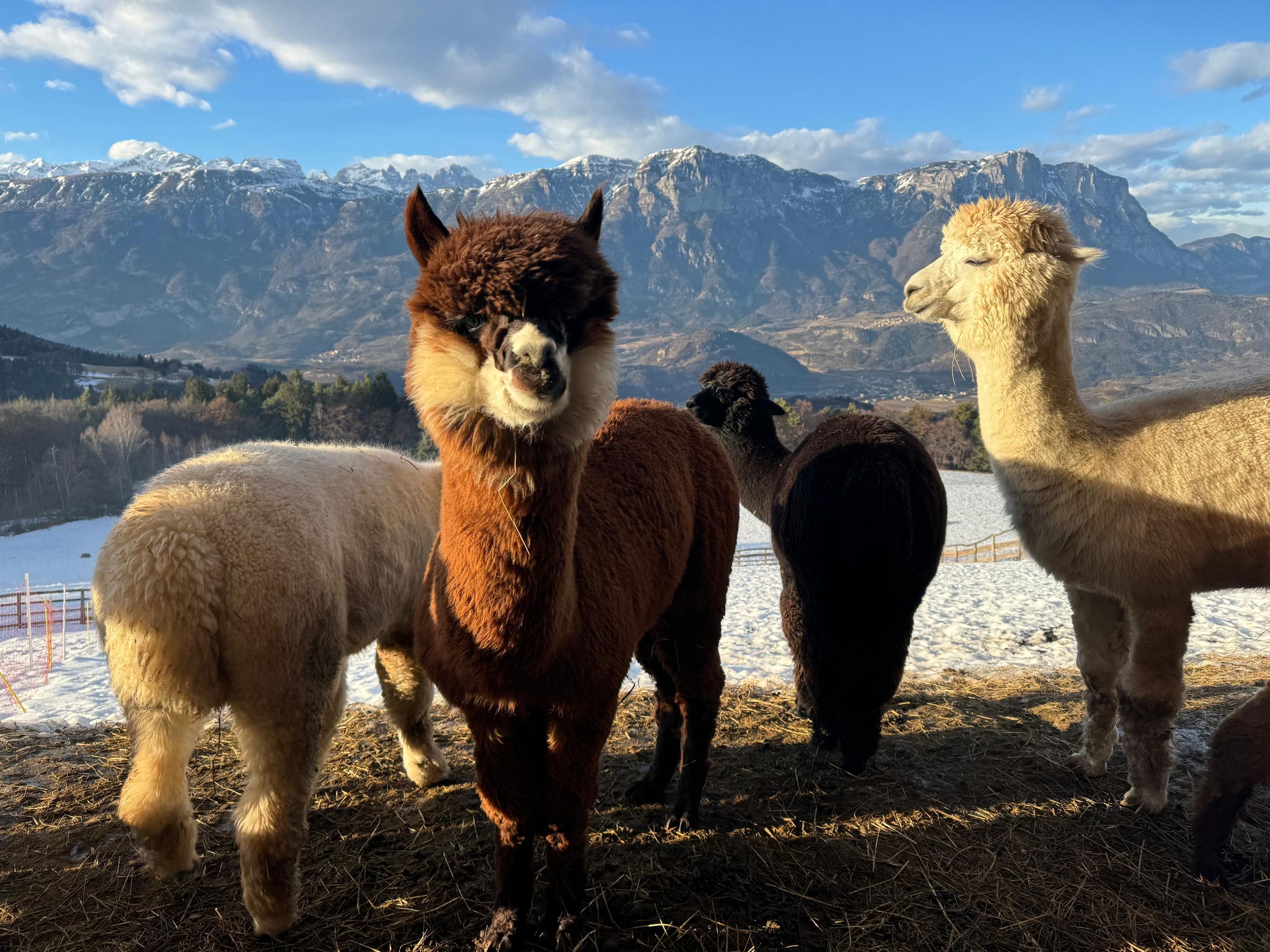Trient: Trekking mit Alpakas in der Natur