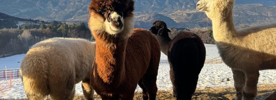 Trente : Randonnée avec des alpagas dans la nature