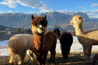 Trento: Alpaca trekking in nature
