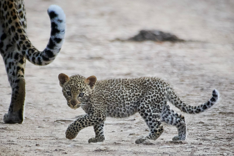 Visite en groupe du parc national de Nairobi avec safari en voiture.