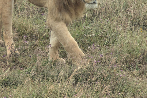 Arusha: 4 giorni di safari nel Serengeti e nel cratere Ngorongoro