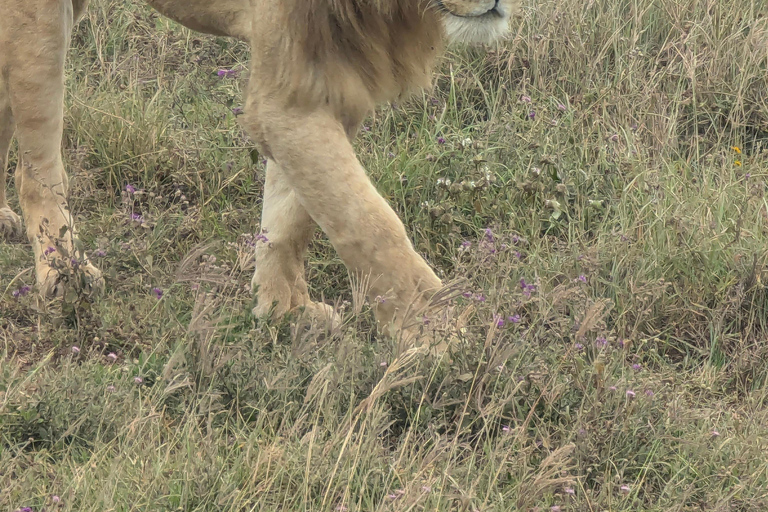 Arusha: 4 giorni di safari nel Serengeti e nel cratere Ngorongoro
