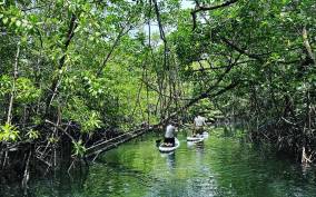 SUP at Mangroves forest