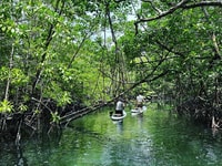SUP nella foresta di Mangroves - Hizvo