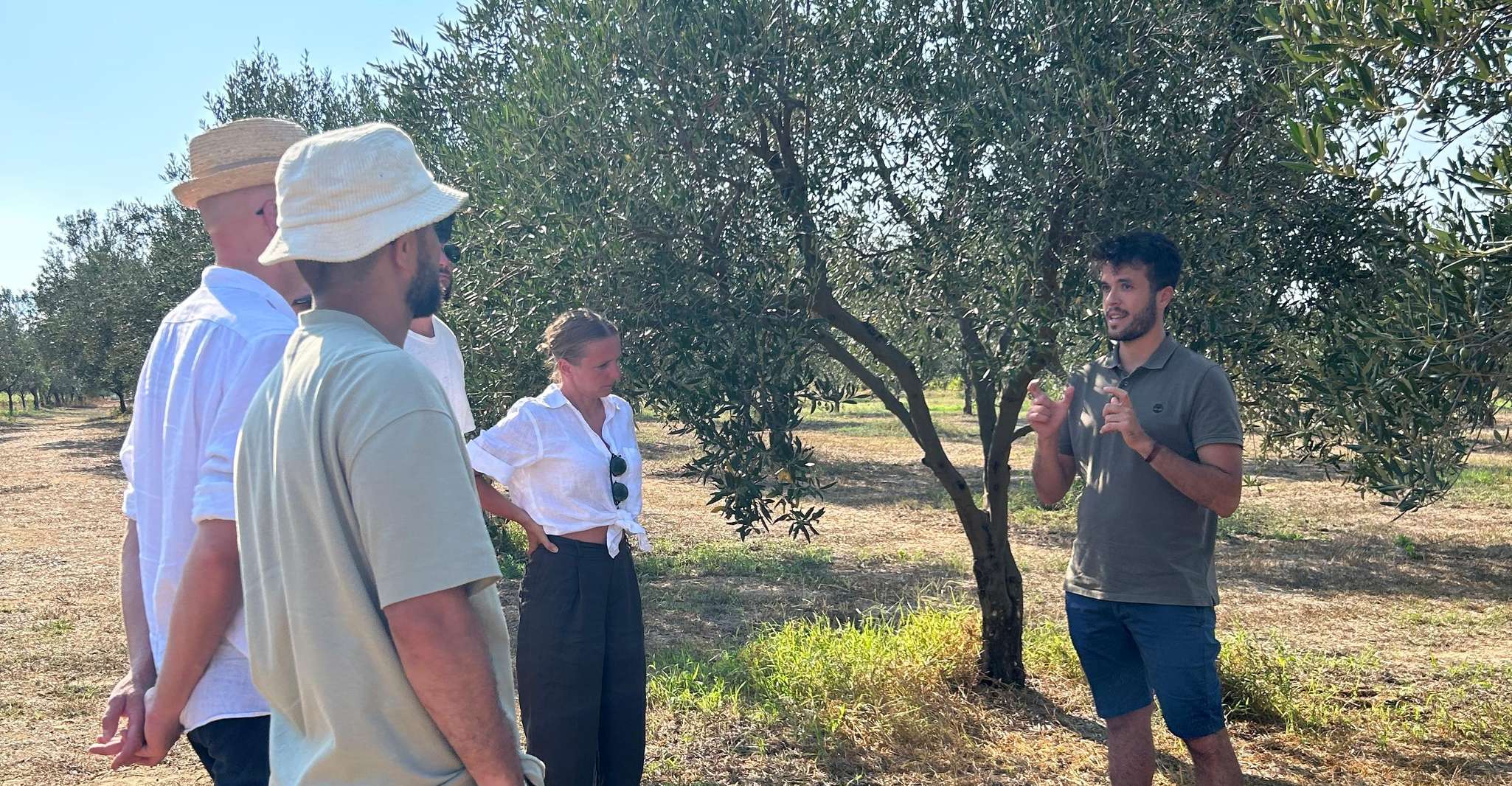 Balestrate, Olive Grove Tour met wijn en olijfolie Proeverij - Hizvo