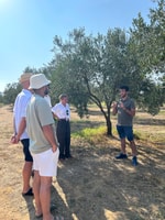 Balestrate, tour degli oliveti con degustazione di vini e olio d'oliva - Hizvo