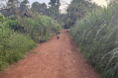 Nairobi: Karura Forest Tour (German-speaking)