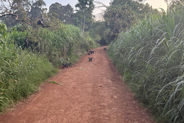 Nairobi: Karura Forest Tour (German-speaking)