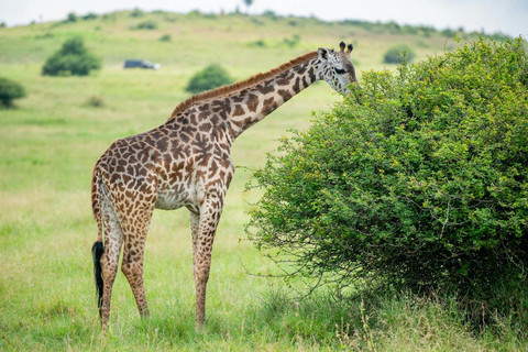 Medio día de safari en el Parque Nacional de Nairobi con servicio de recogida