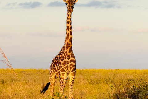 Nairobi Park Safari, Sheldrick's Orphanage & Giraffe Center Shared Drive in Open-Roof Van Game Drive