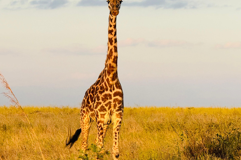 Nairobi Park Safari, Sheldrick's Orphanage & Giraffe Center Shared Drive in Open-Roof Van Game Drive