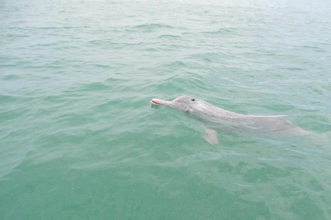 Koh Samui : Excursion en catamaran à moteur rapide pour les dauphins et les trois îles