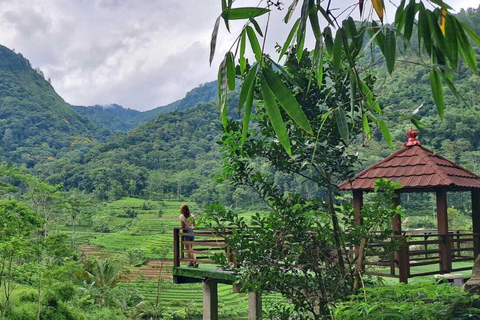 Yogyakarta : Java Rijst Terras Trek &amp; Selogrio Tempel Tour