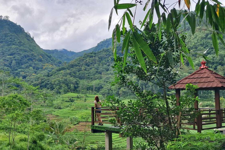 Yogyakarta : Java Rijst Terras Trek &amp; Selogrio Tempel Tour