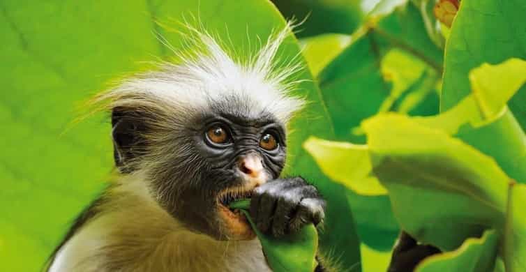 Jozani Forest nature walk and wildlife tour, about 3 hours