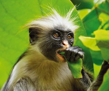 Zanzibar: Jozani nature walk and wildlife tour