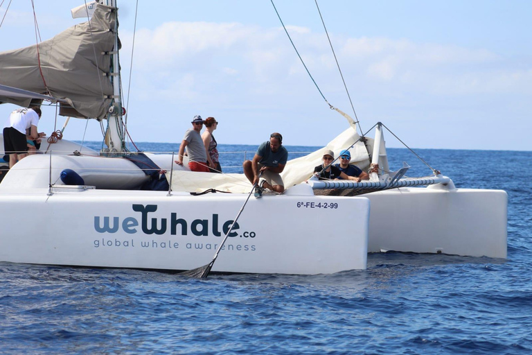 Experiencia al atardecer en Lanzarote con avistamiento de delfines