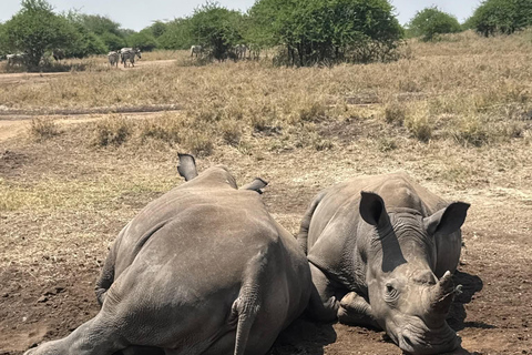 Golden Hour Safari: Afternoon Game Drive in Nairobi park National Park, Elephant Orphanage & Giraffe Private- Van