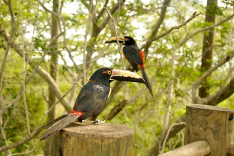 Cartagena National Aviary Private Tour