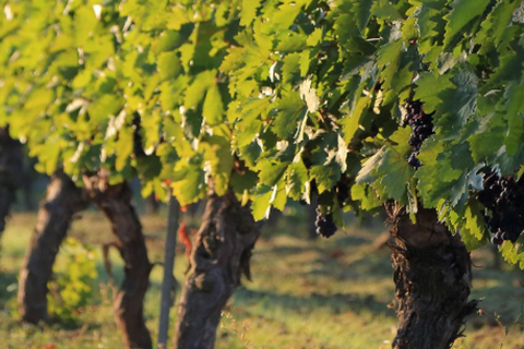 Ankara: Kavaklıdere Winery Tour and Wine Tasting Shared group Kavaklıdere Winery Tour and Wine Tasting