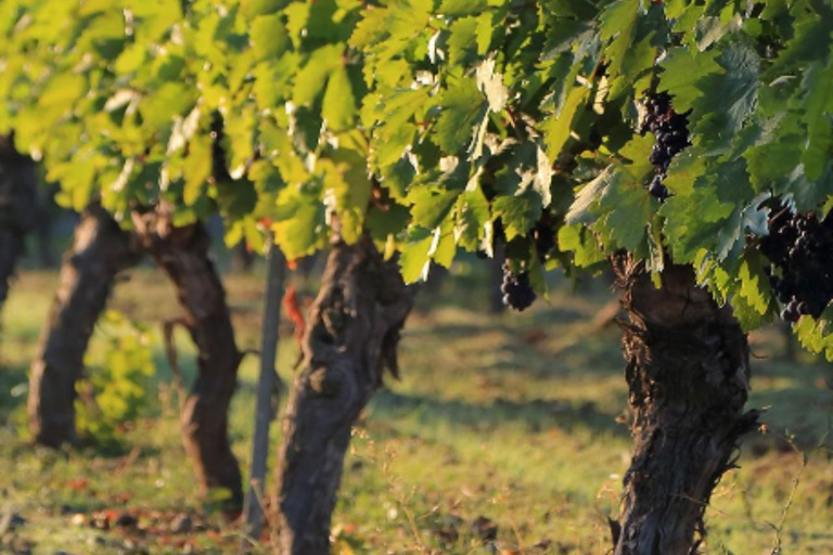 Ankara: Kavaklıdere Winery Tour and Wine Tasting Shared group Kavaklıdere Winery Tour and Wine Tasting