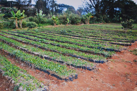 Nairobi: The Wild & The Brew Experience