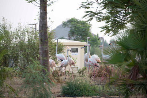 Dubai: Inträdesbiljett till Dubai Safari ParkSafari Park Pass