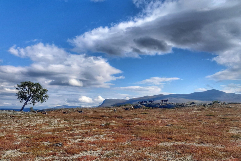 Jotunheimen: Guided Reindeer Hiking Tour