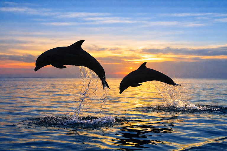 Lovina: Dolphin Observe & Snorkeling with Optional GoPro Sharing Dolphin Tour With GoPro, Transfer Hotel North Area