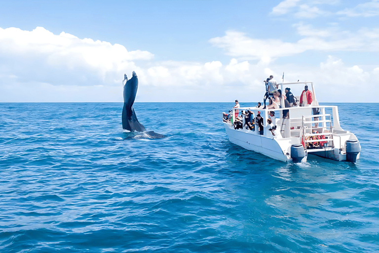 Punta Cana: Whale Watching und Bacardi Island Tagestour