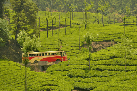 From Kochi: 10-Day Kerala Tour with Munnar, Thekkady Only Car With Driver