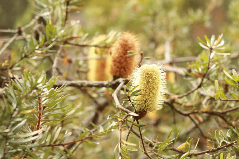 Depuis Hobart : Visite à pied matinale de Mt Wellington