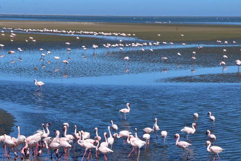 1 DAGS BESÖK WALVIS BAY OCH SWAKOPMUND: Transport och rundtur