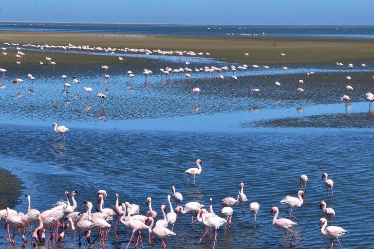 1 DAG BEZOEK WALVIS BAY EN SWAKOPMUND: Vervoer en tour