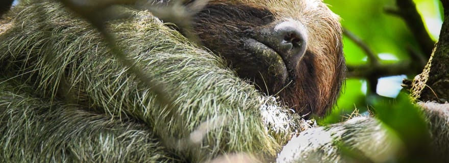 Visite des paresseux et des ponts suspendus - Bijagua