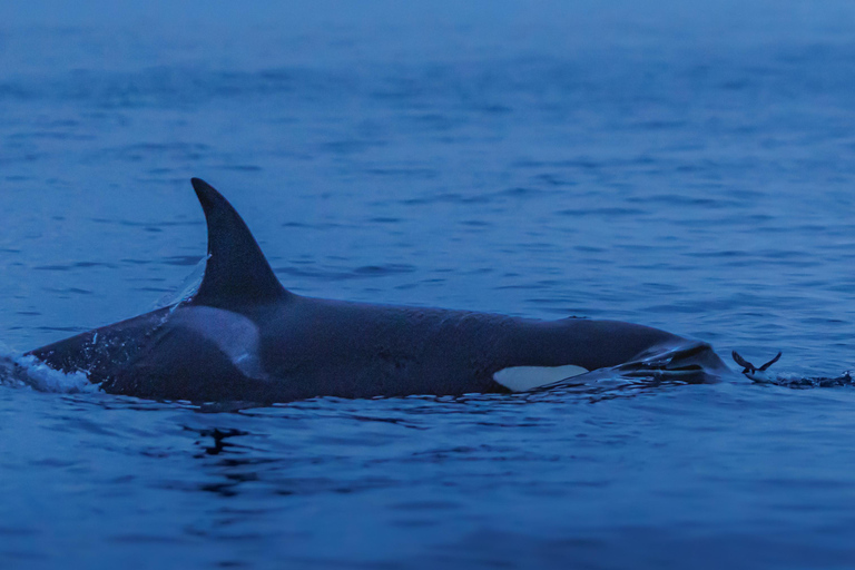 From Skjervøy: Whale Watching in a Heated Cabin Cruiser